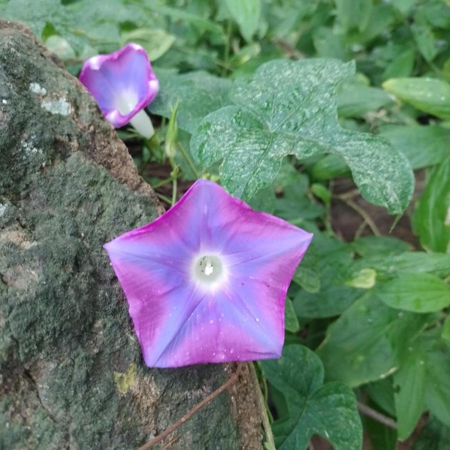 لا كروز Nasu Lodge المظهر الخارجي الصورة